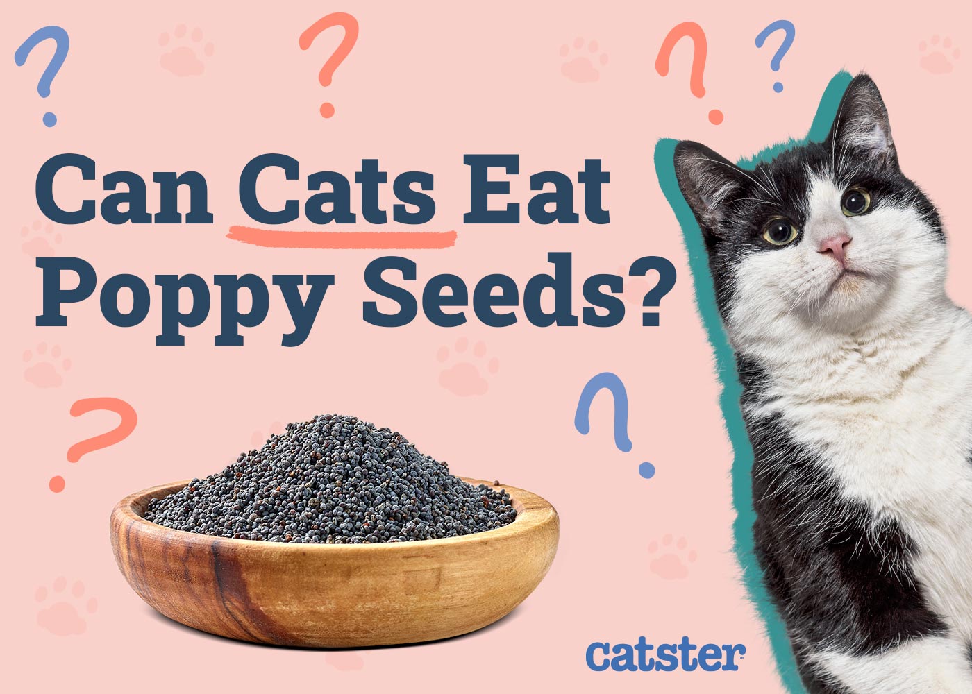 Can Cats Eat Poppy Seeds? Vet-Reviewed Risks & Precautions