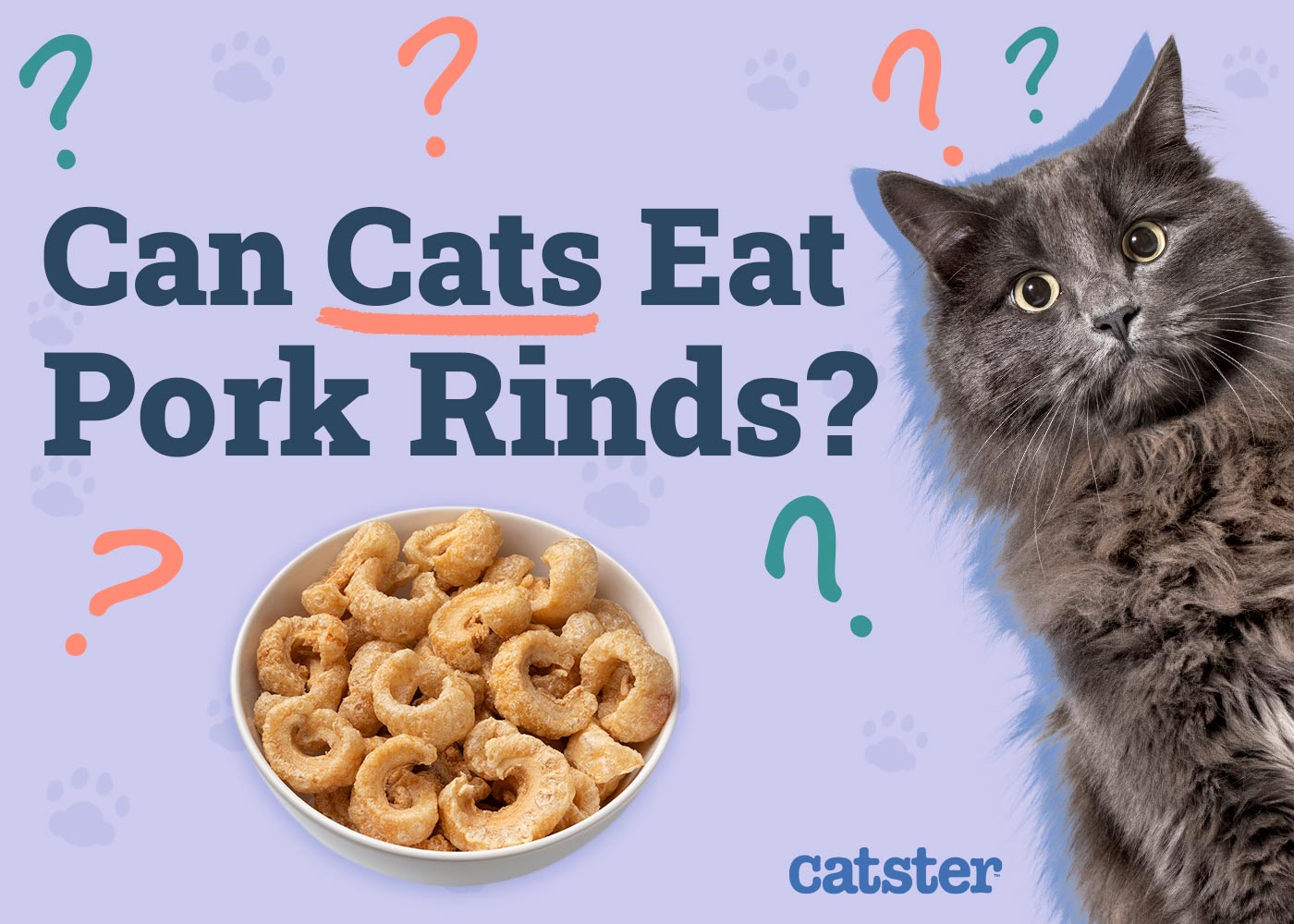 Can Cats Eat Pork Rinds? Vet-Reviewed Facts & FAQ