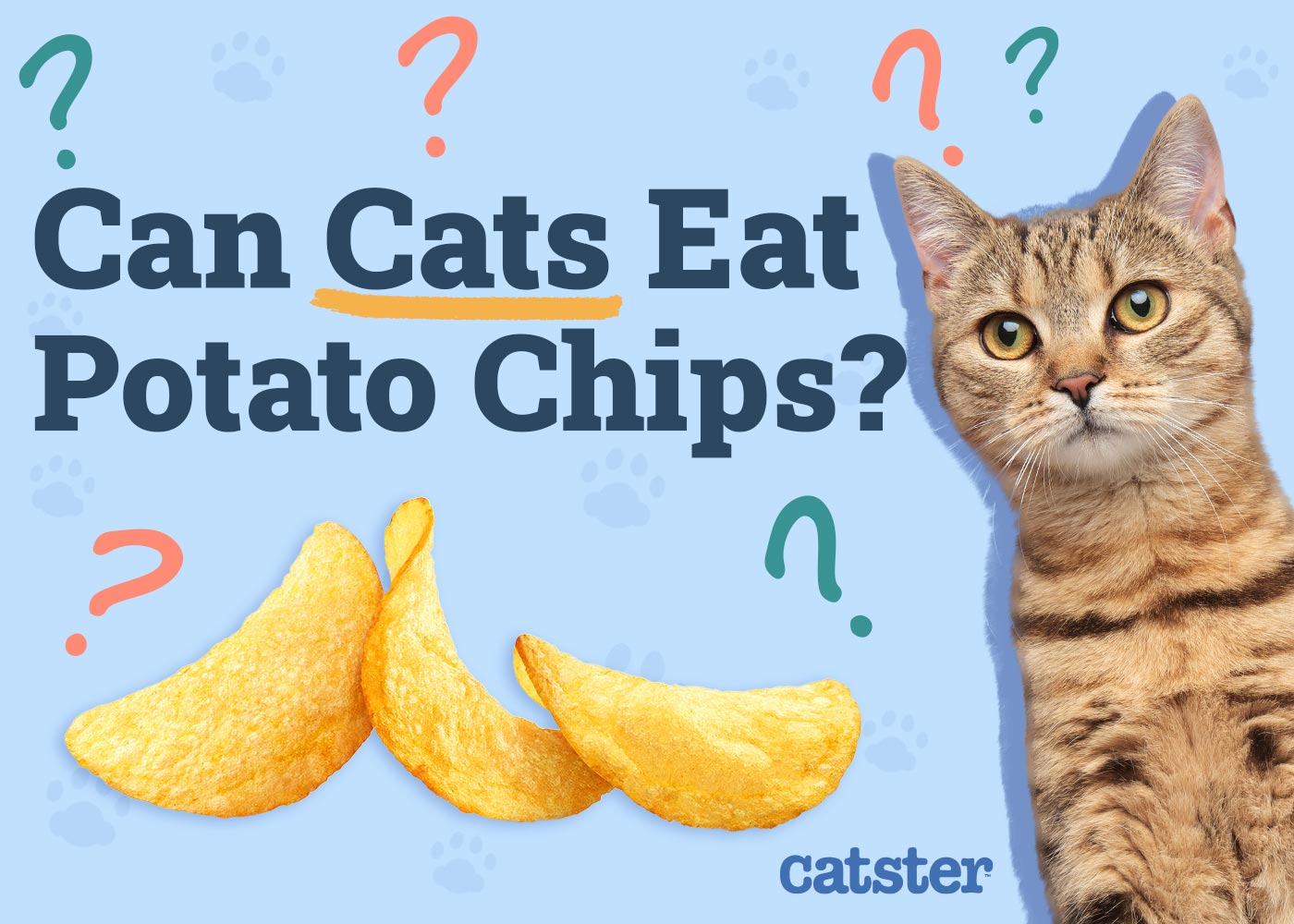 Can Cats Eat Potato Chips? Vet-Verified Nutrition & Health Advice