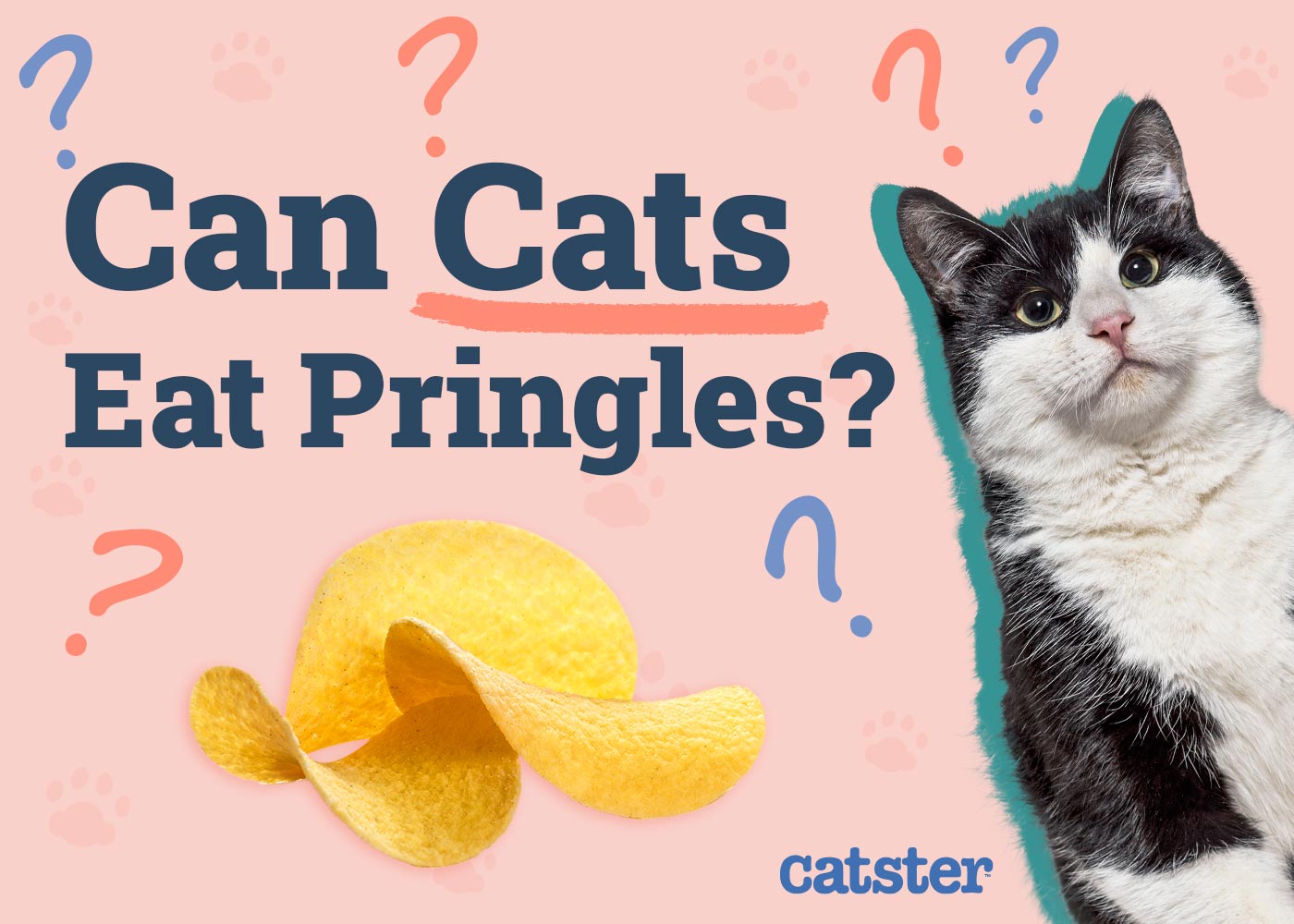 Can Cats Eat Pringles? Vet-Reviewed Facts & FAQ