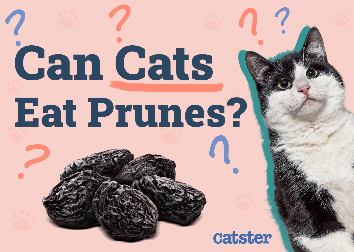 Can Cats Eat Prunes? Risks & Safe Alternatives