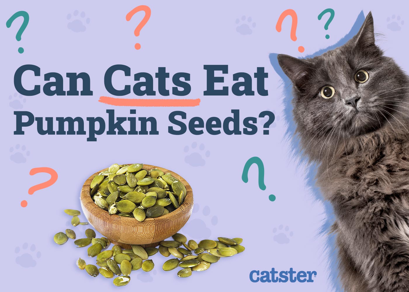 Can Cats Eat Pumpkin Seeds? Vet-Reviewed Nutrition Facts & FAQ