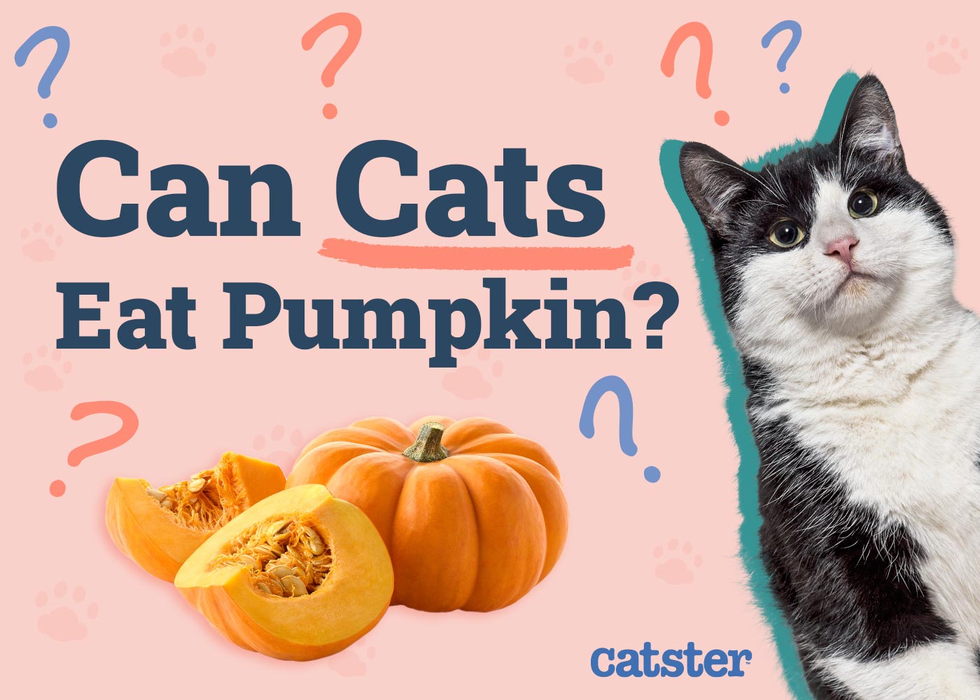 Can Cats Eat Pumpkin? Vet-Reviewed Facts & FAQ