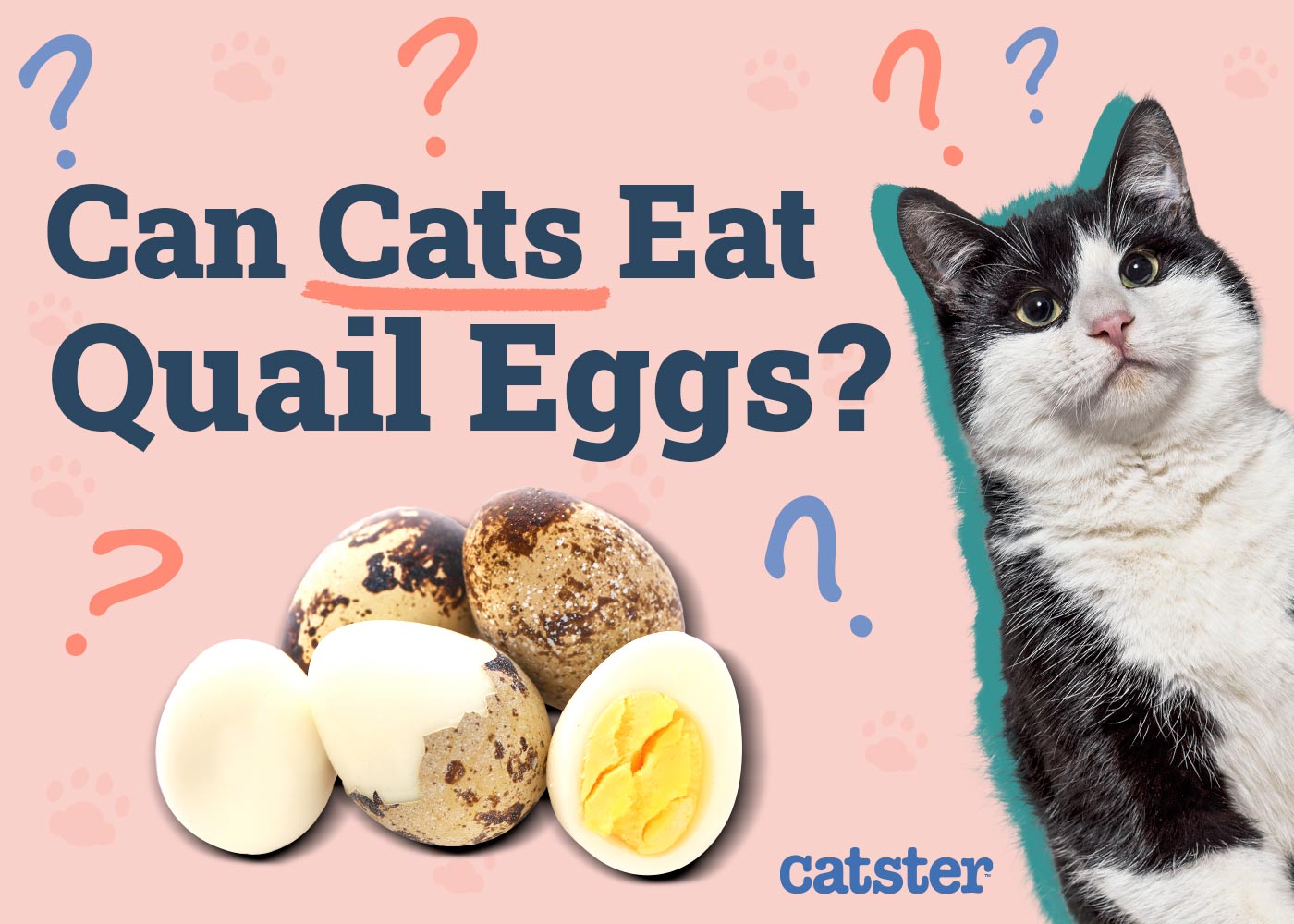 Can Cats Eat Quail Eggs? Vet-Approved Nutritional Benefits & Facts