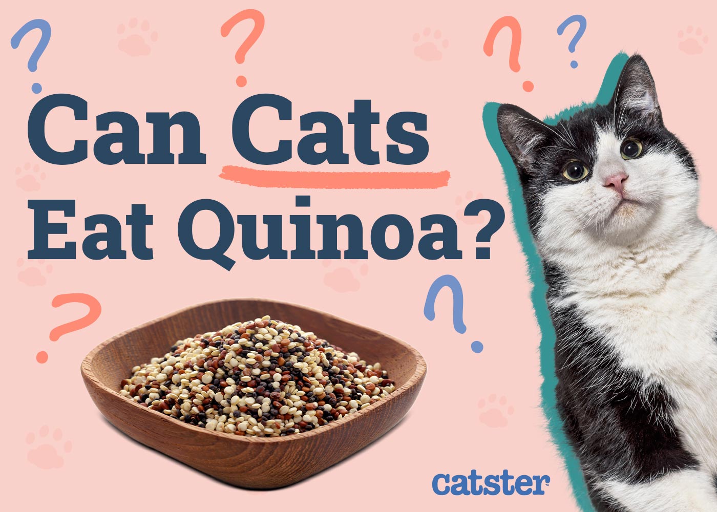 Can Cats Eat Quinoa? Vet-Reviewed Facts to Know