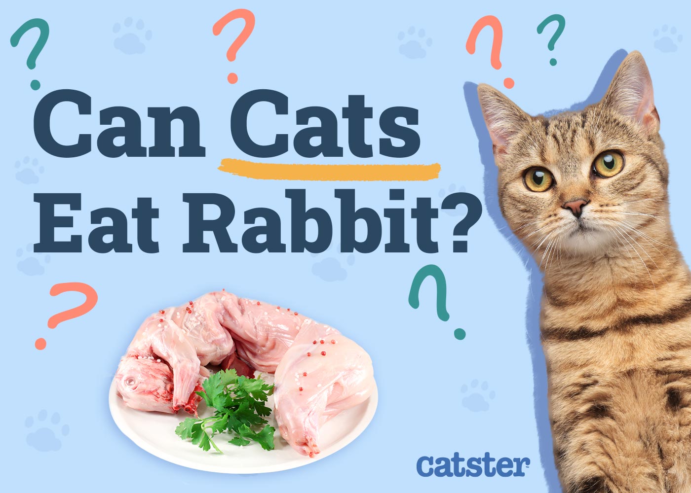 Can Cats Eat Rabbit? Vet-Verified Health Risks & Precautions