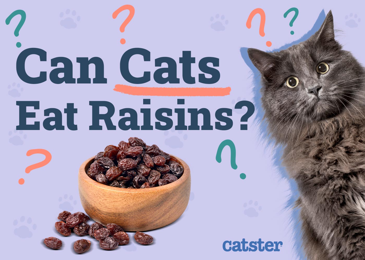 Can Cats Eat Raisins? Vet-Reviewed Facts & FAQ