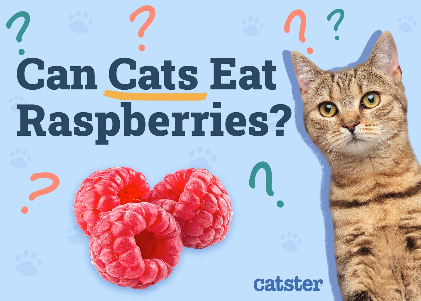 Can Cats Eat Raspberries? Vet Reviewed Nutritional Facts & Safety Guide