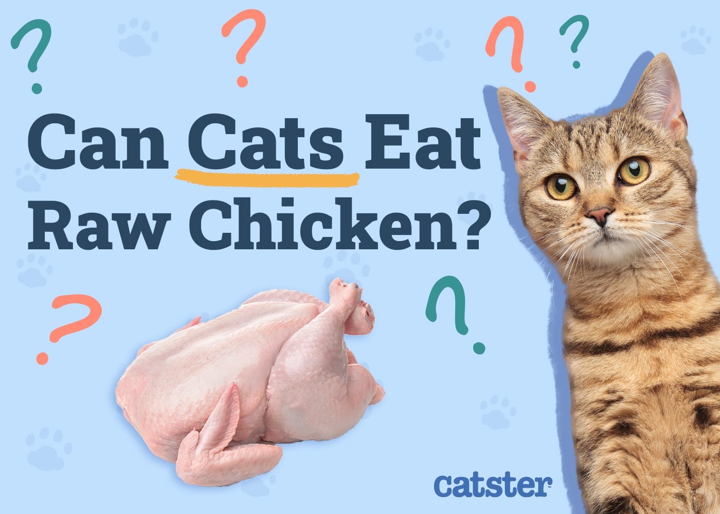 Can Cats Eat Raw Chicken? Vet-Reviewed Facts & Recommendations