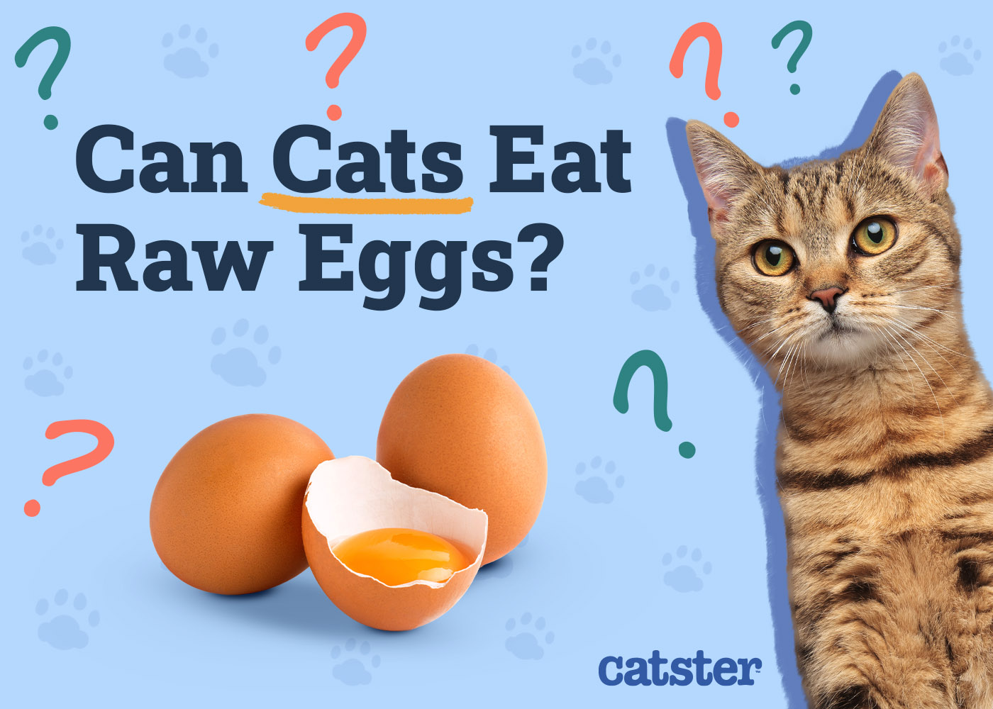 Can Cats Eat Raw Eggs? Vet-Reviewed Health & Safety Guide
