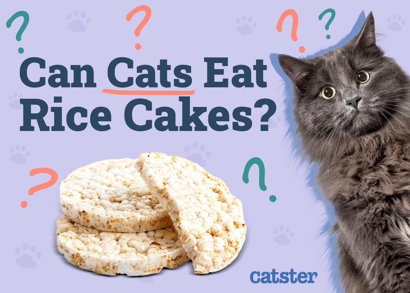 Can Cats Eat Rice Cakes? Vet-Approved Nutrition Facts & Safety Guide