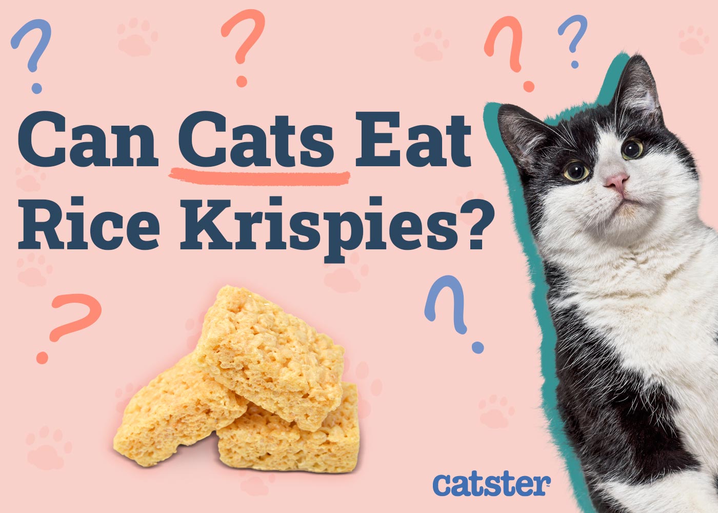 Can Cats Eat Rice Krispies? Vet Approved Facts & FAQ