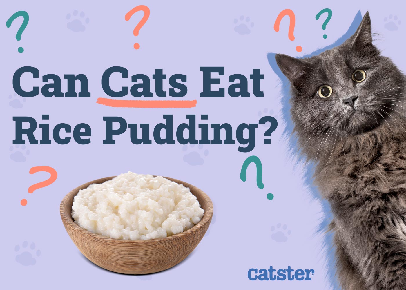 Can Cats Eat Rice Pudding? Vet Reviewed Nutrition Facts & FAQ