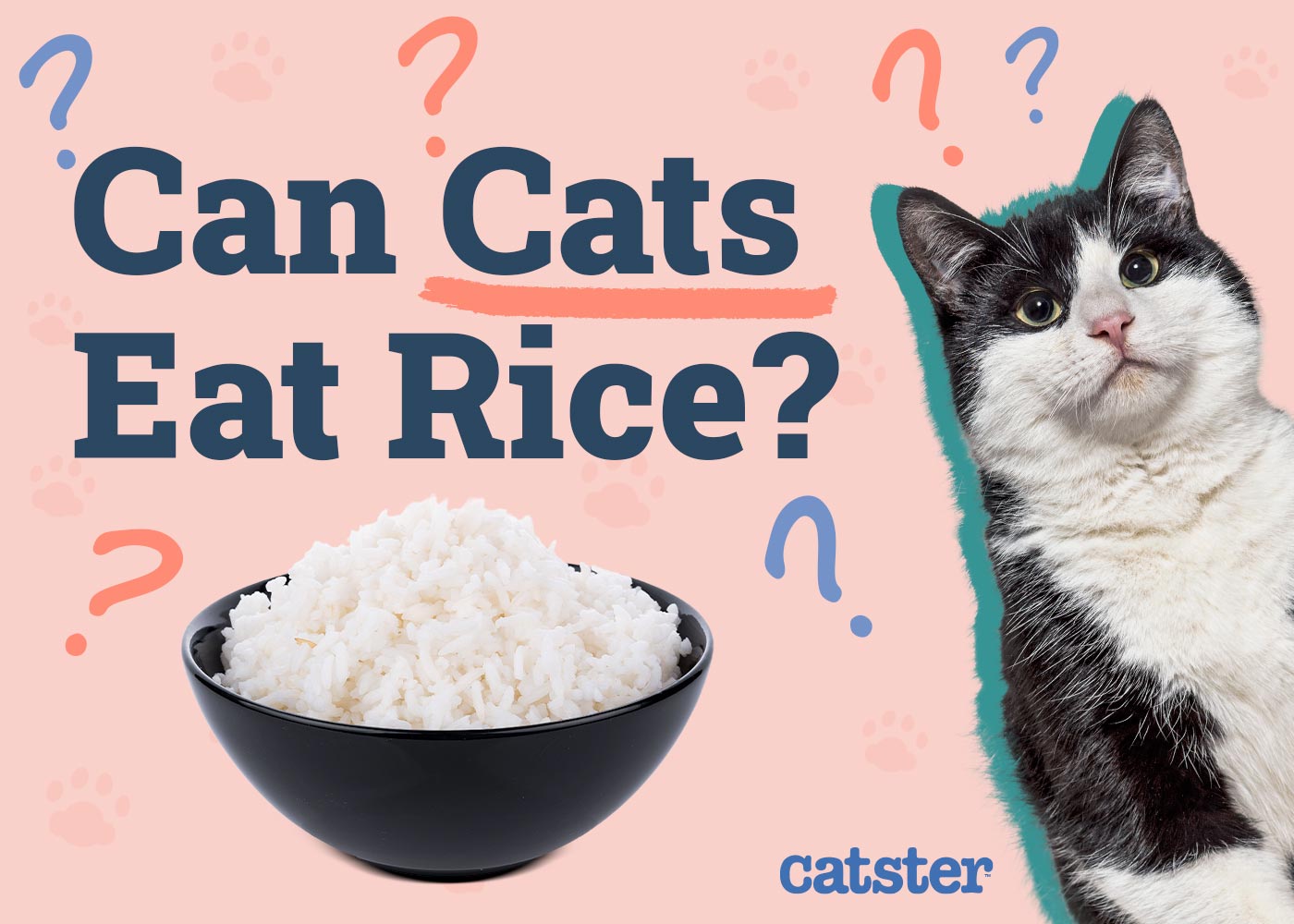 Can Cats Eat Rice? Vet-Approved Facts & FAQ