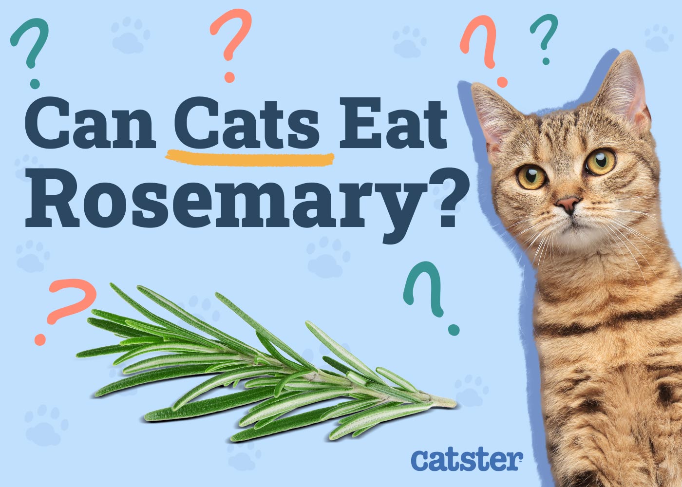 Can Cats Eat Rosemary? Vet-Verified Potential Benefits & Risks