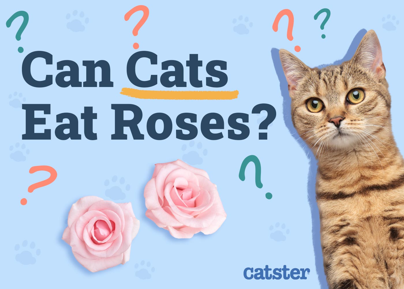 Can Cats Eat Roses? Vet-Reviewed Safety Facts & Information