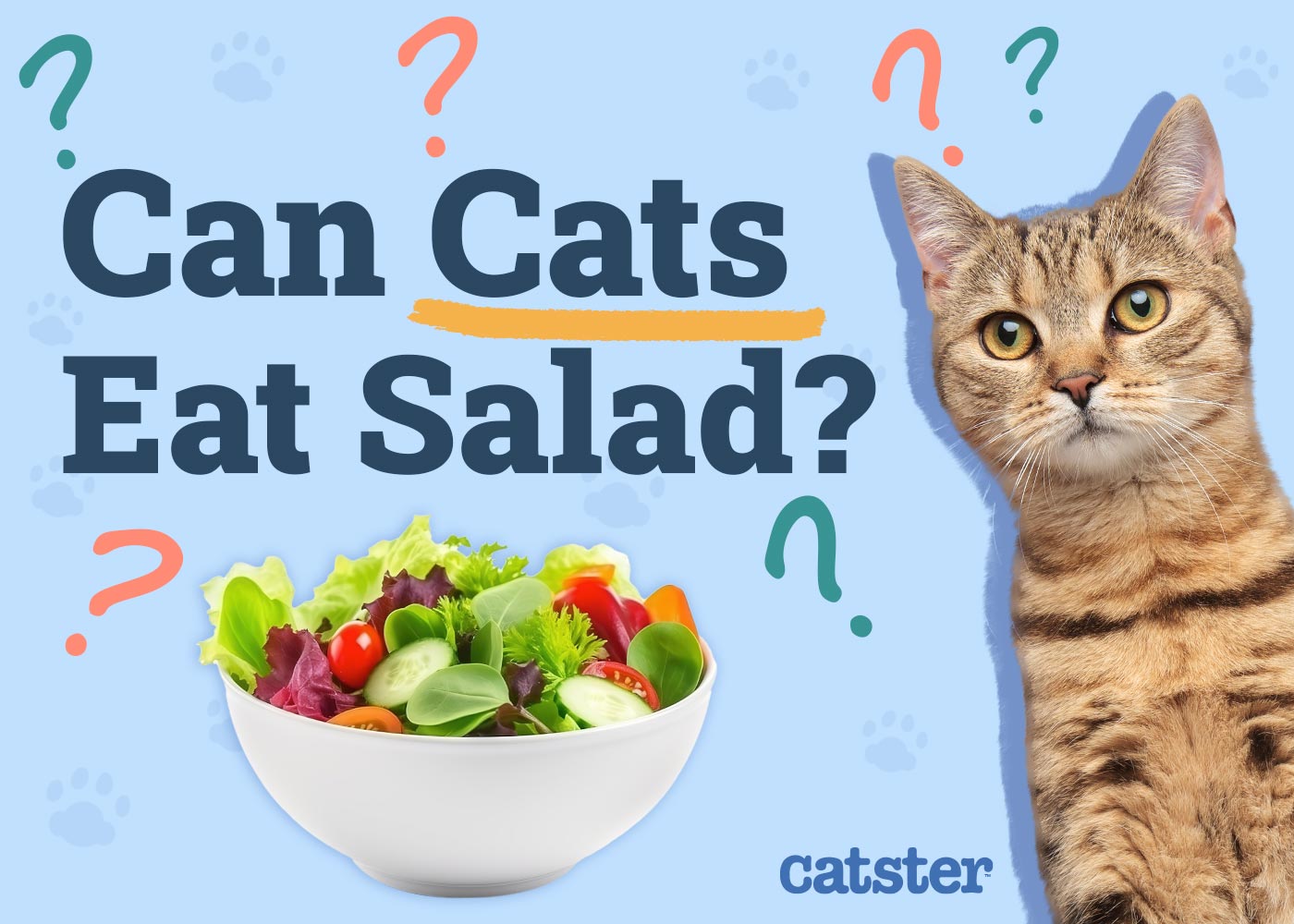 Can Cats Eat Salad? Vet Reviewed Health Benefits & Warnings