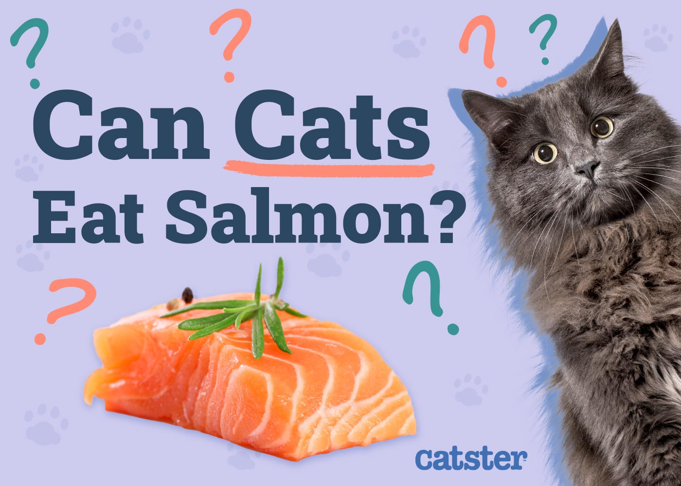 Can Cats Eat Salmon? Vet-Verified Facts & FAQ