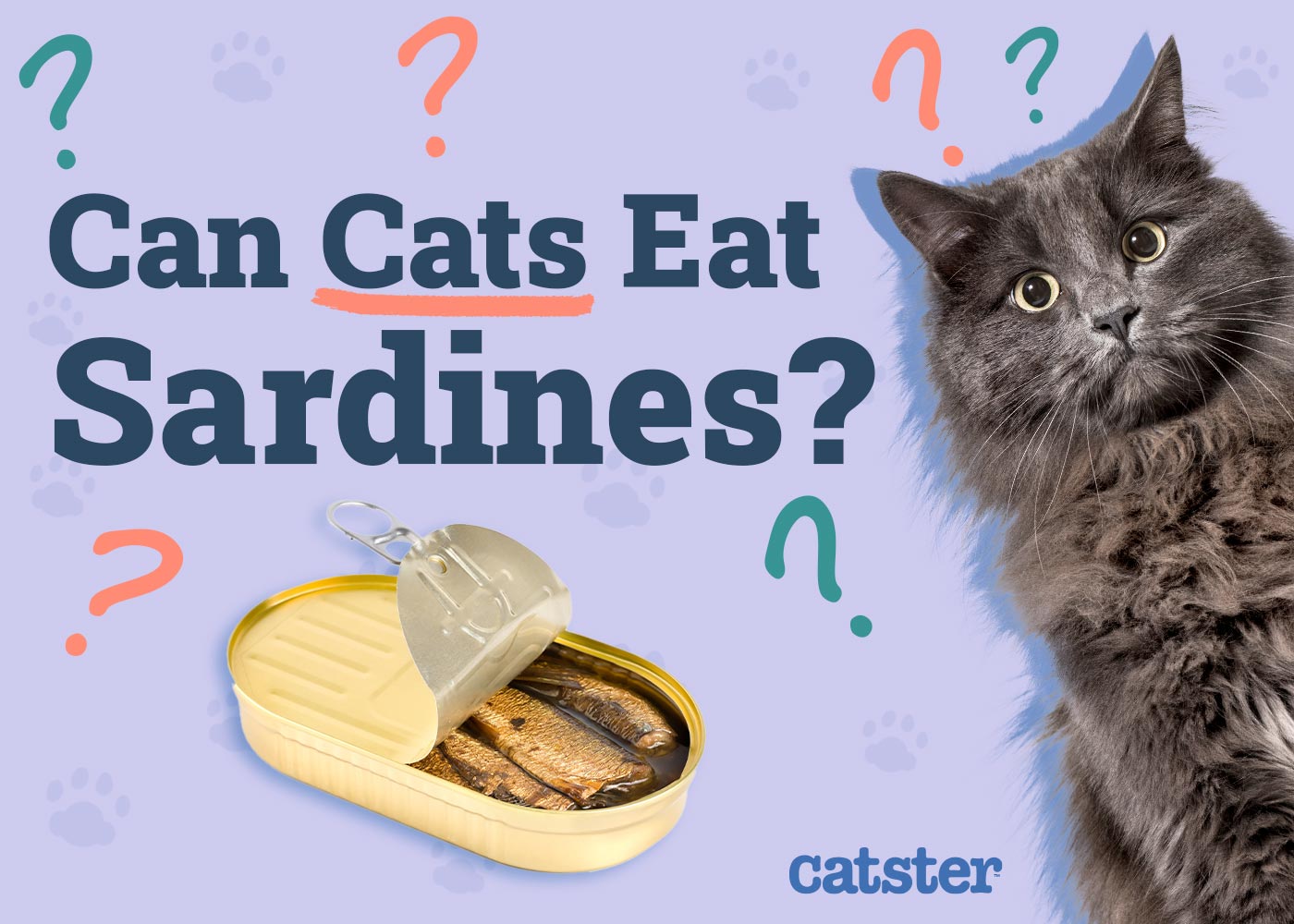 Can Cats Eat Sardines? Health Benefits & FAQ