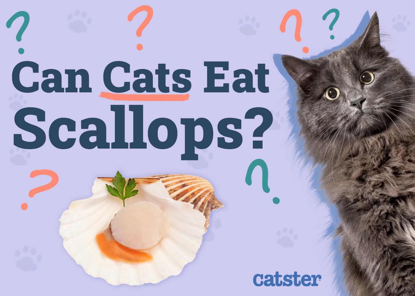 Can Cats Eat Scallops? Vet-Approved Facts & FAQ