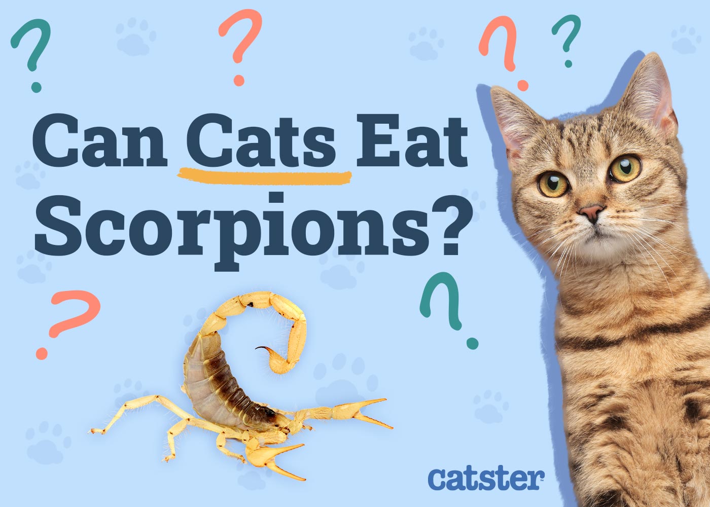 Can Cats Eat Scorpions? Vet Approved Facts & FAQ