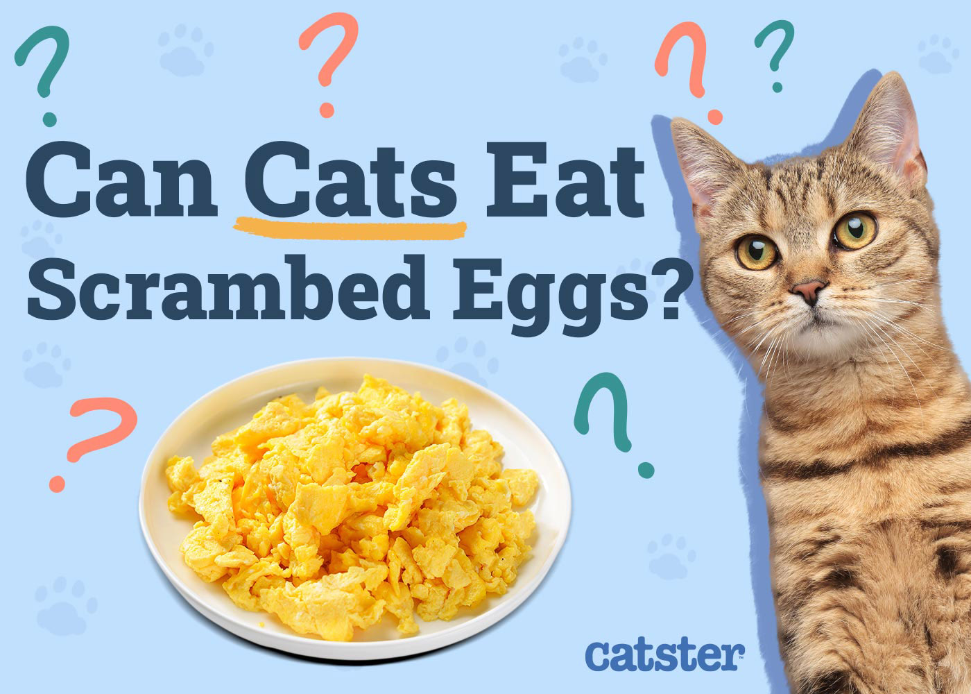Can Cats Eat Scrambled Eggs? Vet-Verified Nutrition Facts & Info