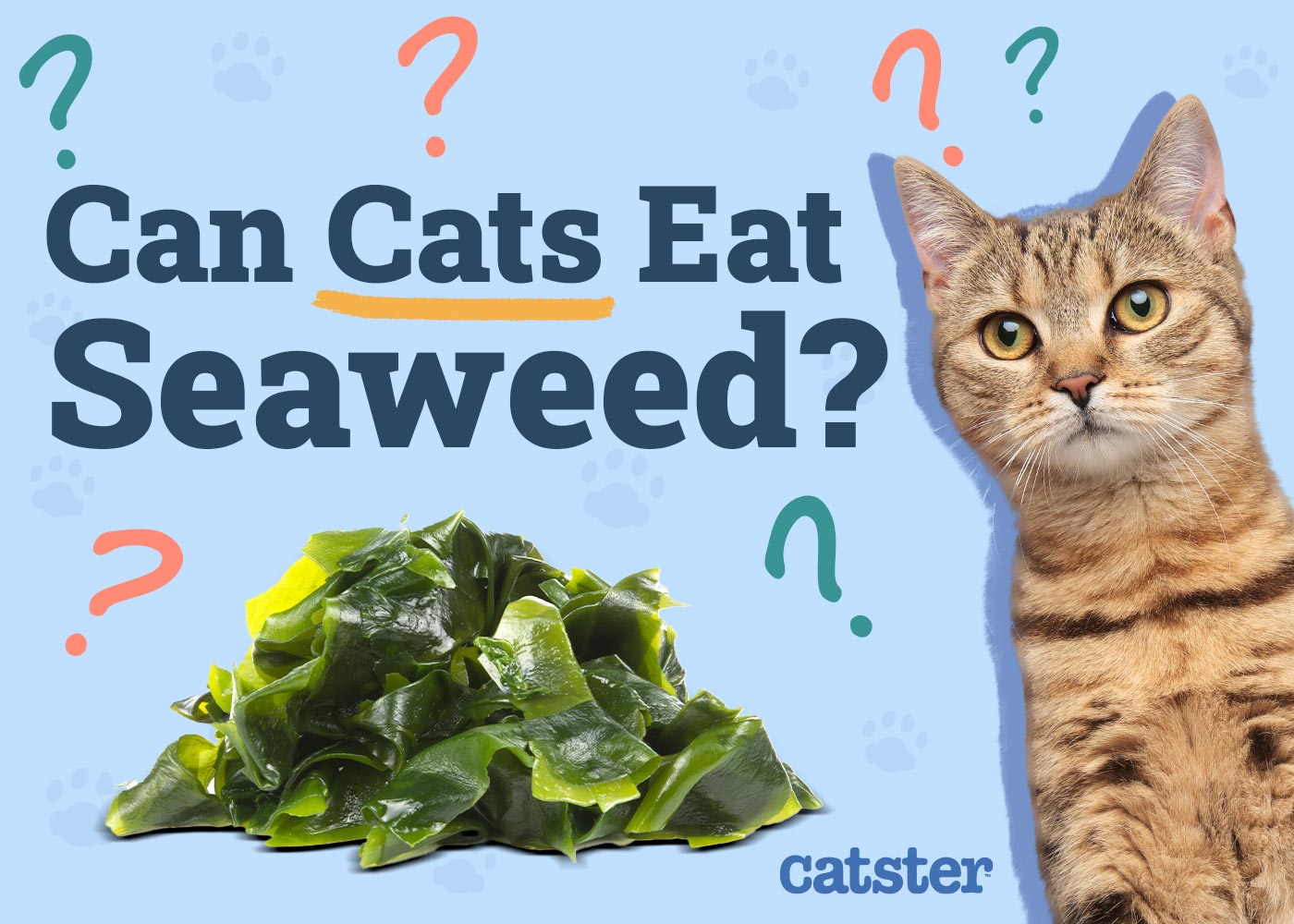Can Cats Eat Seaweed? Vet-Approved Nutrition Facts & FAQ