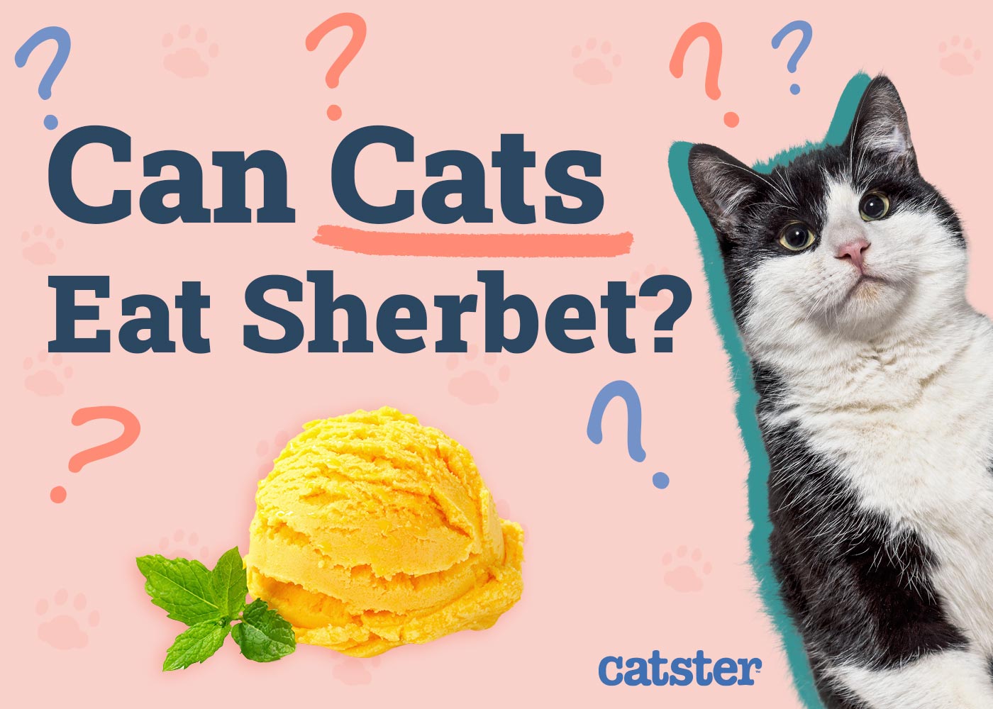 Can Cats Eat Sherbet? Vet-Reviewed Facts & FAQ