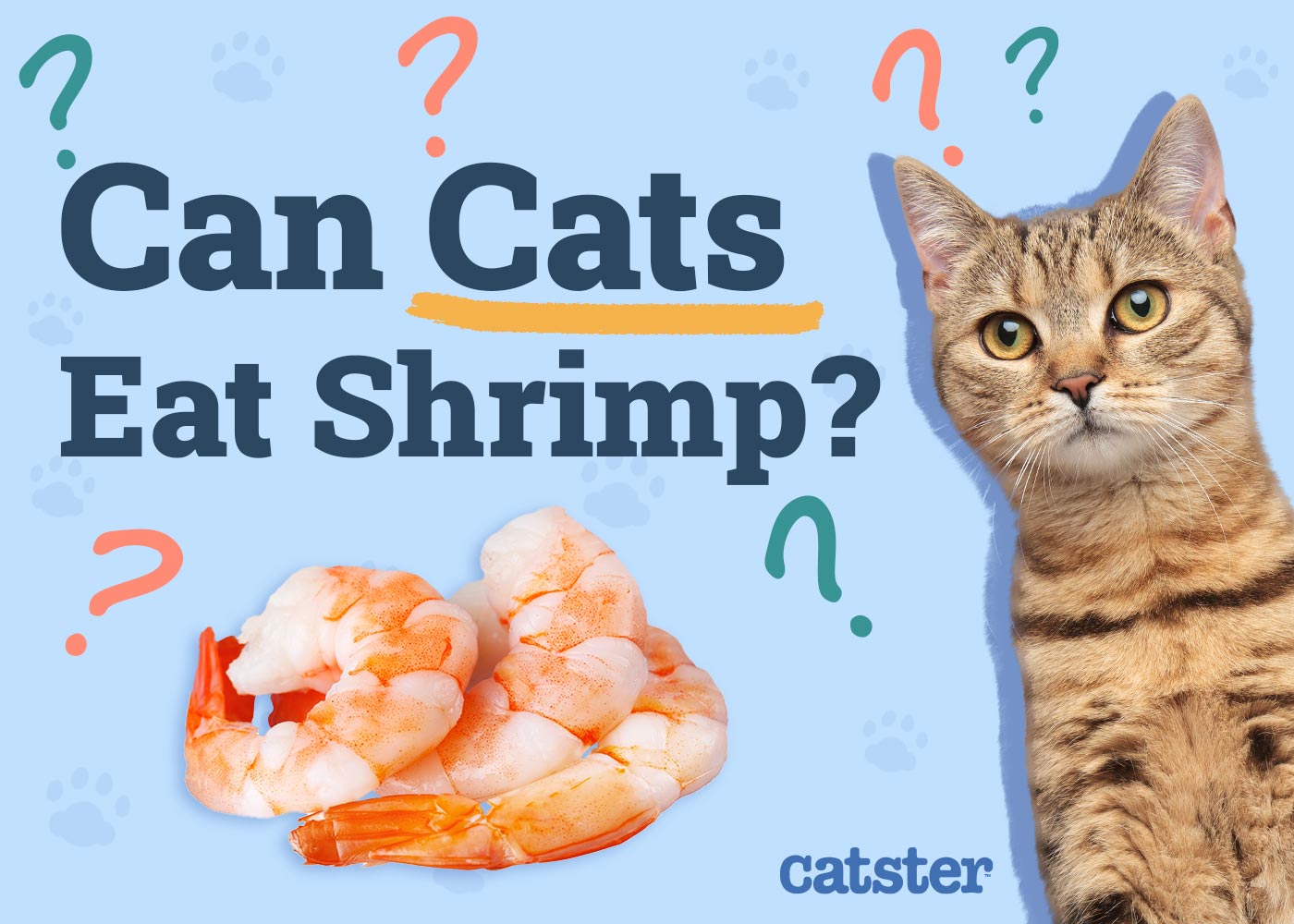 Can Cats Eat Shrimp? Vet-Reviewed Facts & FAQ