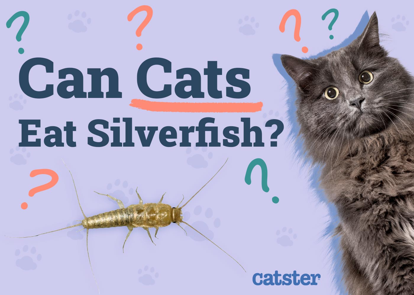 Can Cats Eat Silverfish? Vet-Reviewed Health Facts & FAQ