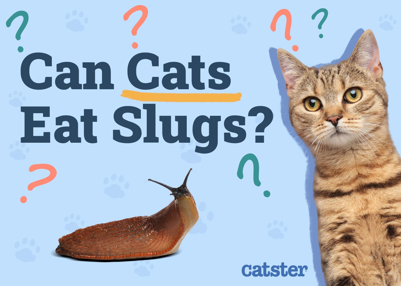 Can Cats Eat Slugs? Vet-Reviewed Risks & Precautions