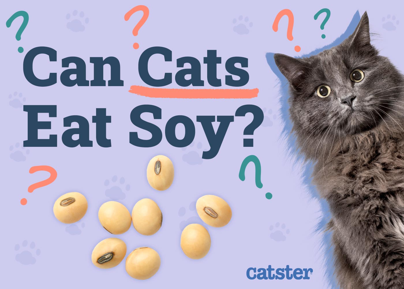 Can Cats Eat Soy