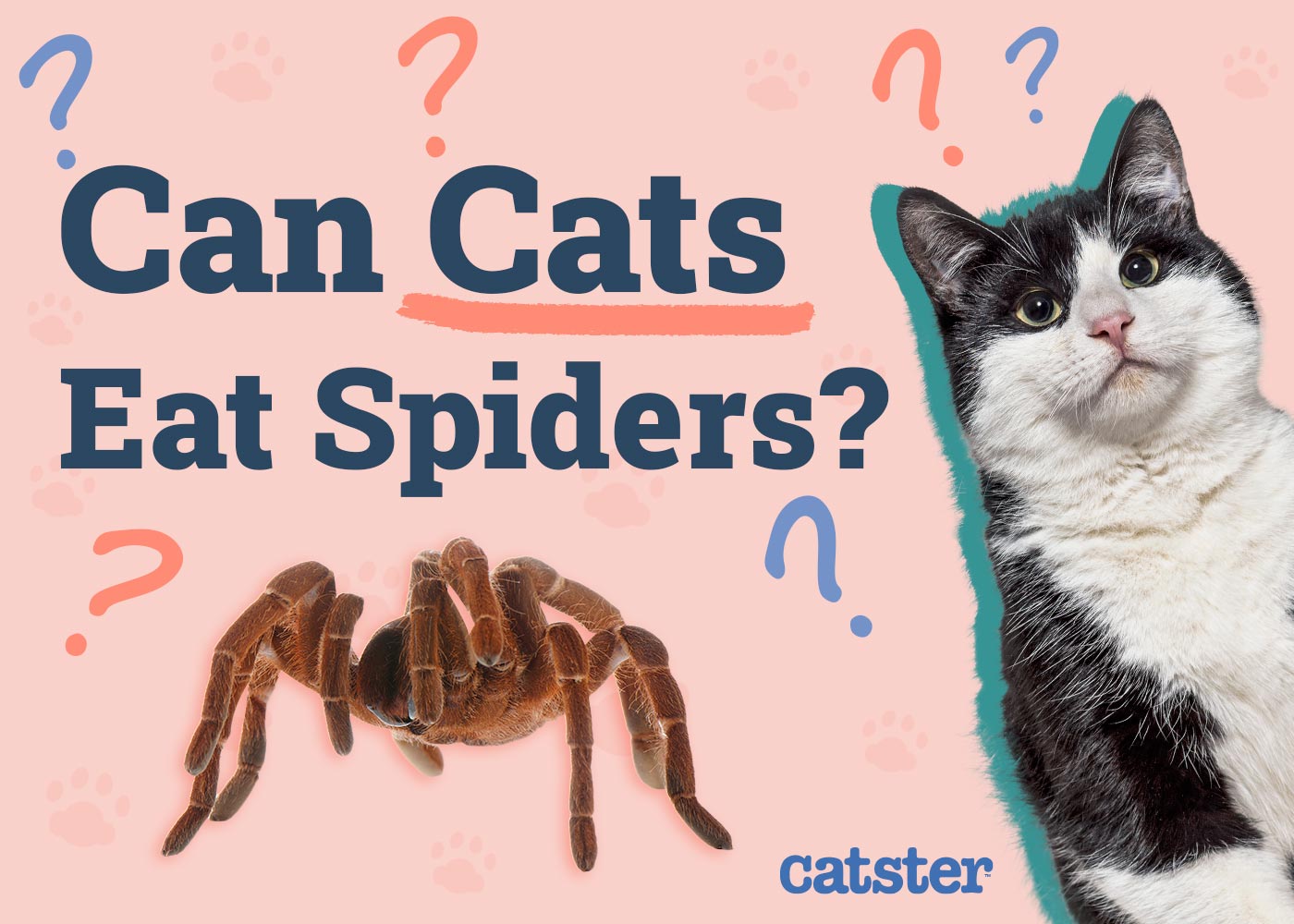 Can Cats Eat Spiders? Precautions & Facts