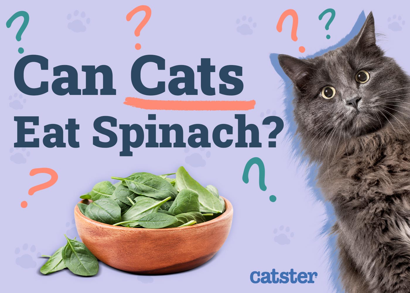 Can Cats Eat Spinach? Vet-Reviewed Nutritional Facts & FAQ