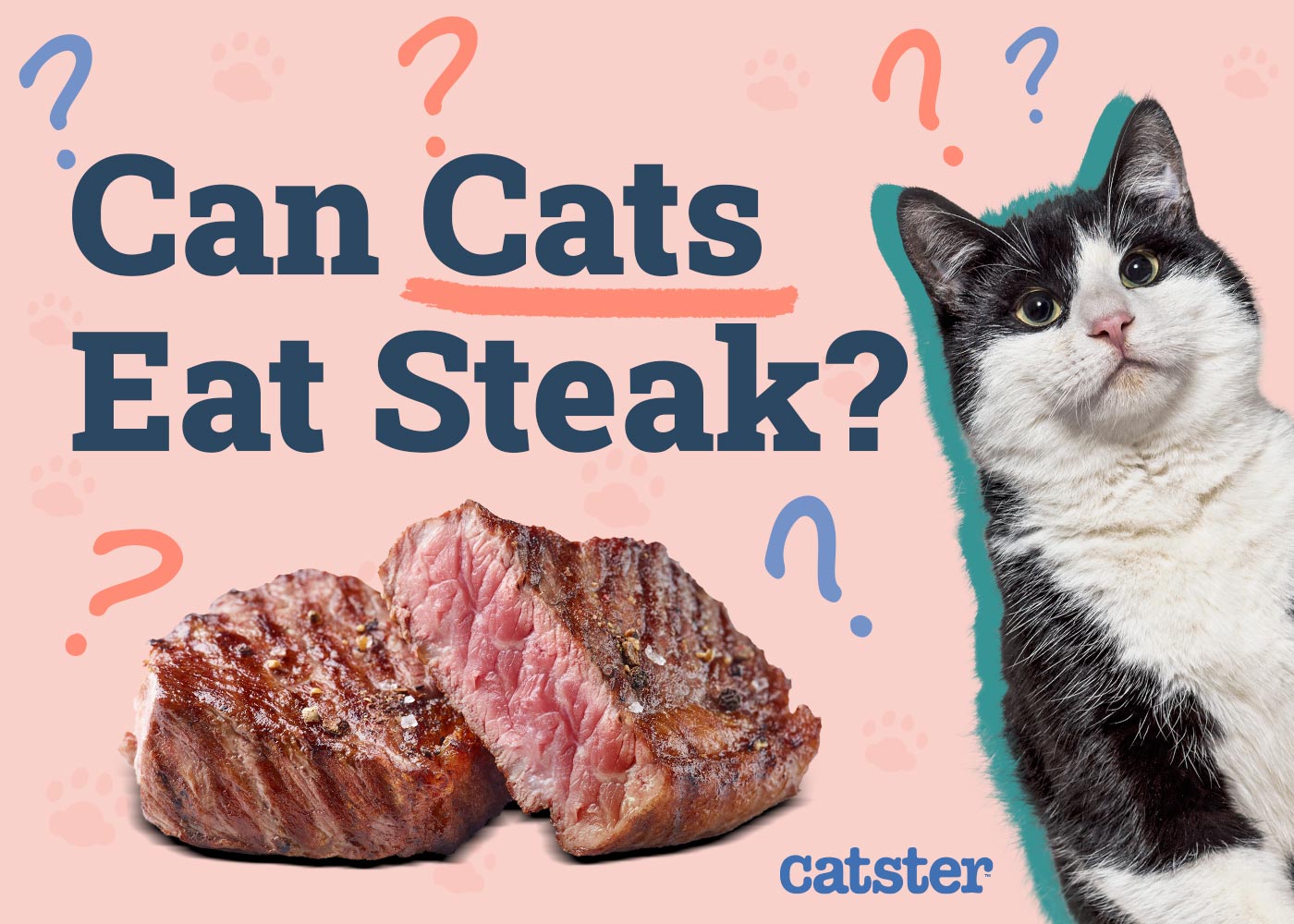 Can Cats Eat Steak? Vet-Verified Nutrition Facts & FAQ