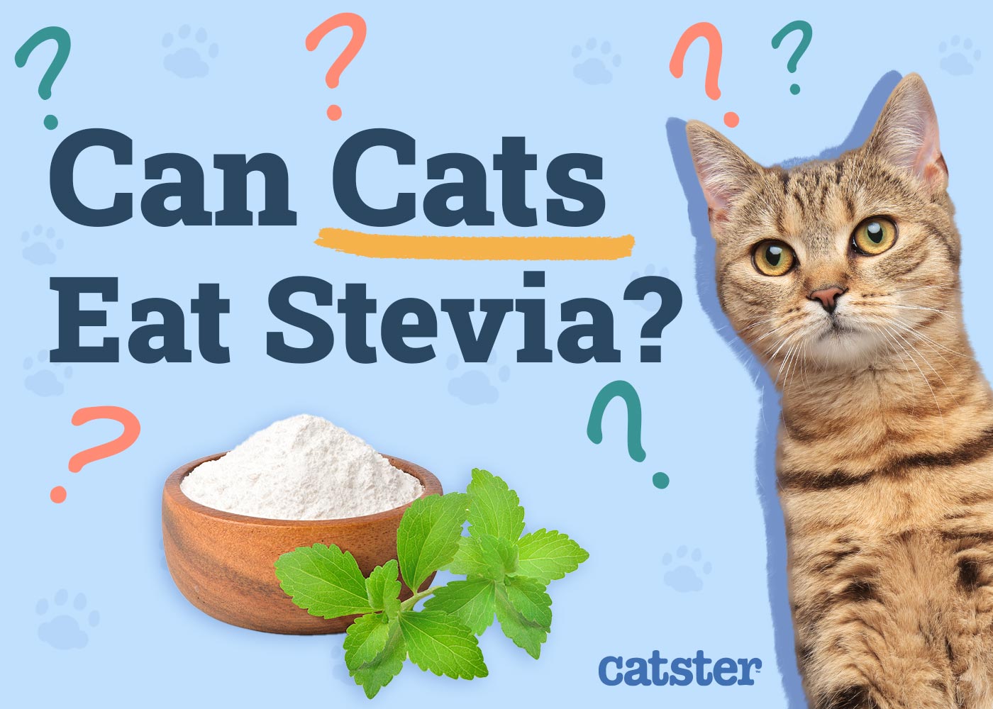Can Cats Eat Stevia? Vet-Reviewed Facts & FAQ