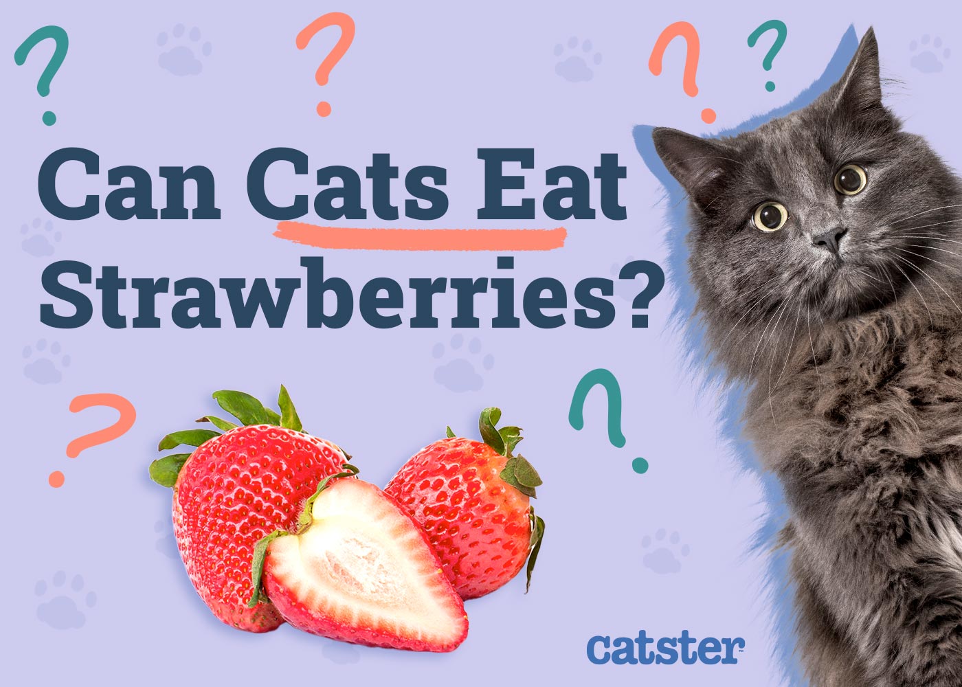 Can Cats Eat Strawberries? Vet-Approved Diet Facts & FAQ