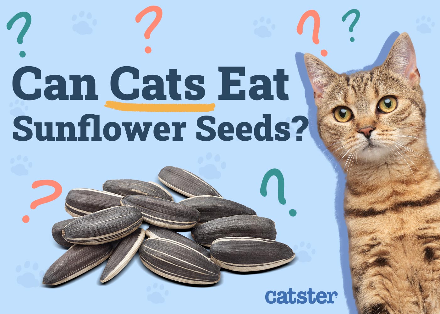 Can Cats Eat Sunflower Seeds? Vet-Verified Nutrition Facts & Considerations
