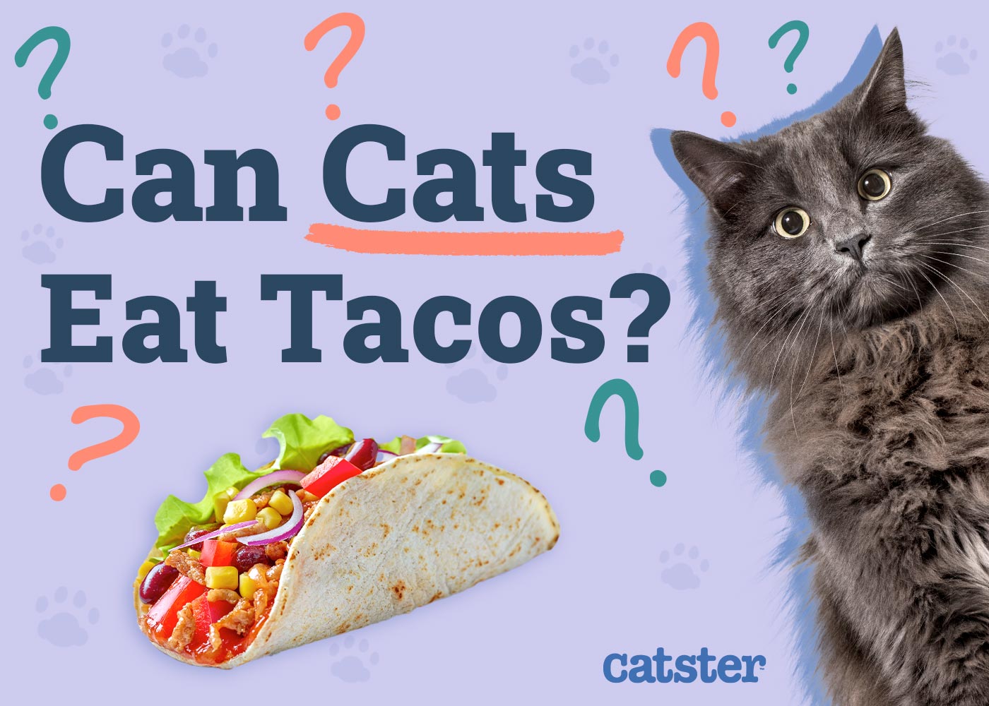 Can Cats Eat Tacos? Vet-Verified Facts & FAQ