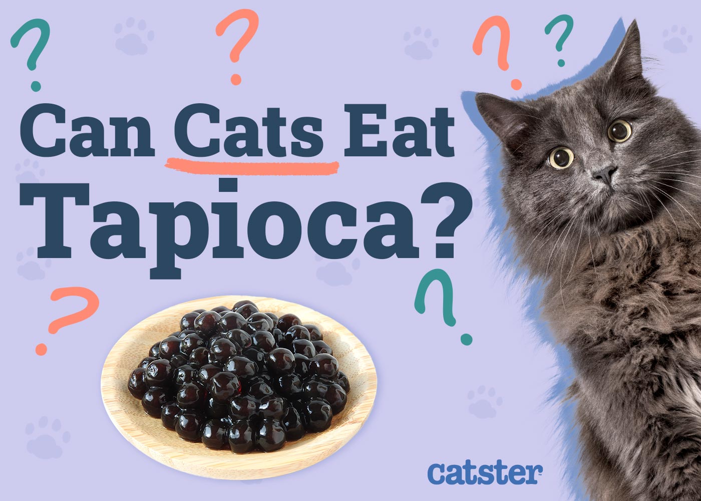 Can Cats Eat Tapioca? Vet-Approved Nutrition Facts
