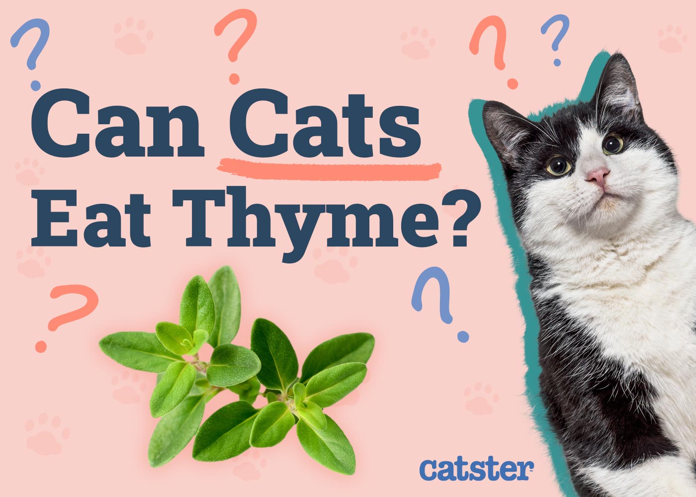 Can Cats Eat Thyme? Vet-Reviewed Facts