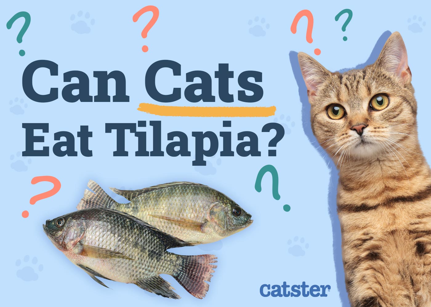 Can Cats Eat Tilapia? Vet Approved Nutrition Advice
