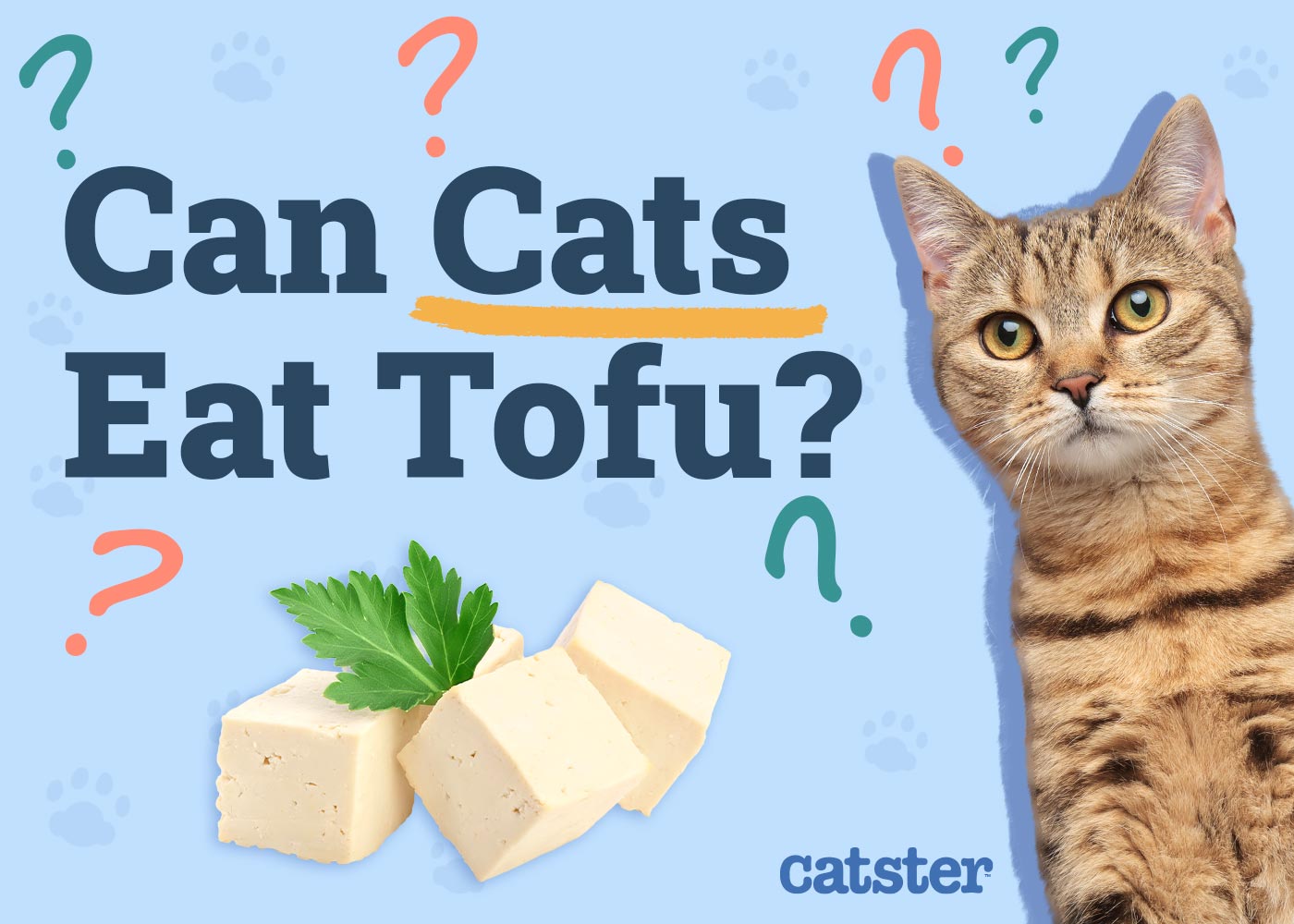 Can Cats Eat Tofu? Vet-Reviewed Facts & FAQ