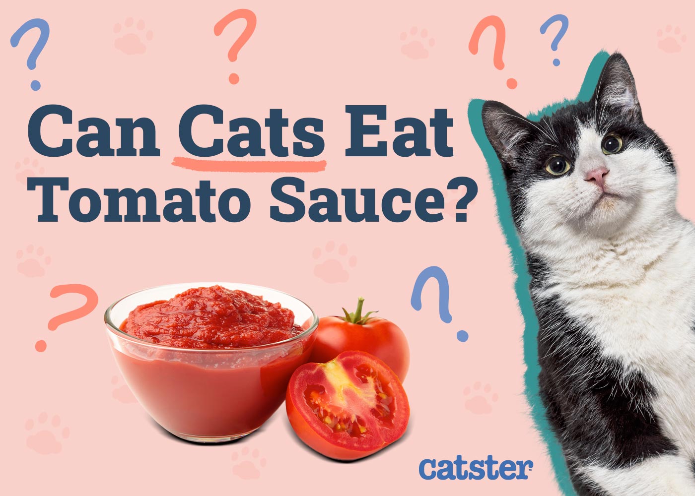 Can Cats Eat Tomato Sauce? Vet-Reviewed Nutrition & Safety Guide