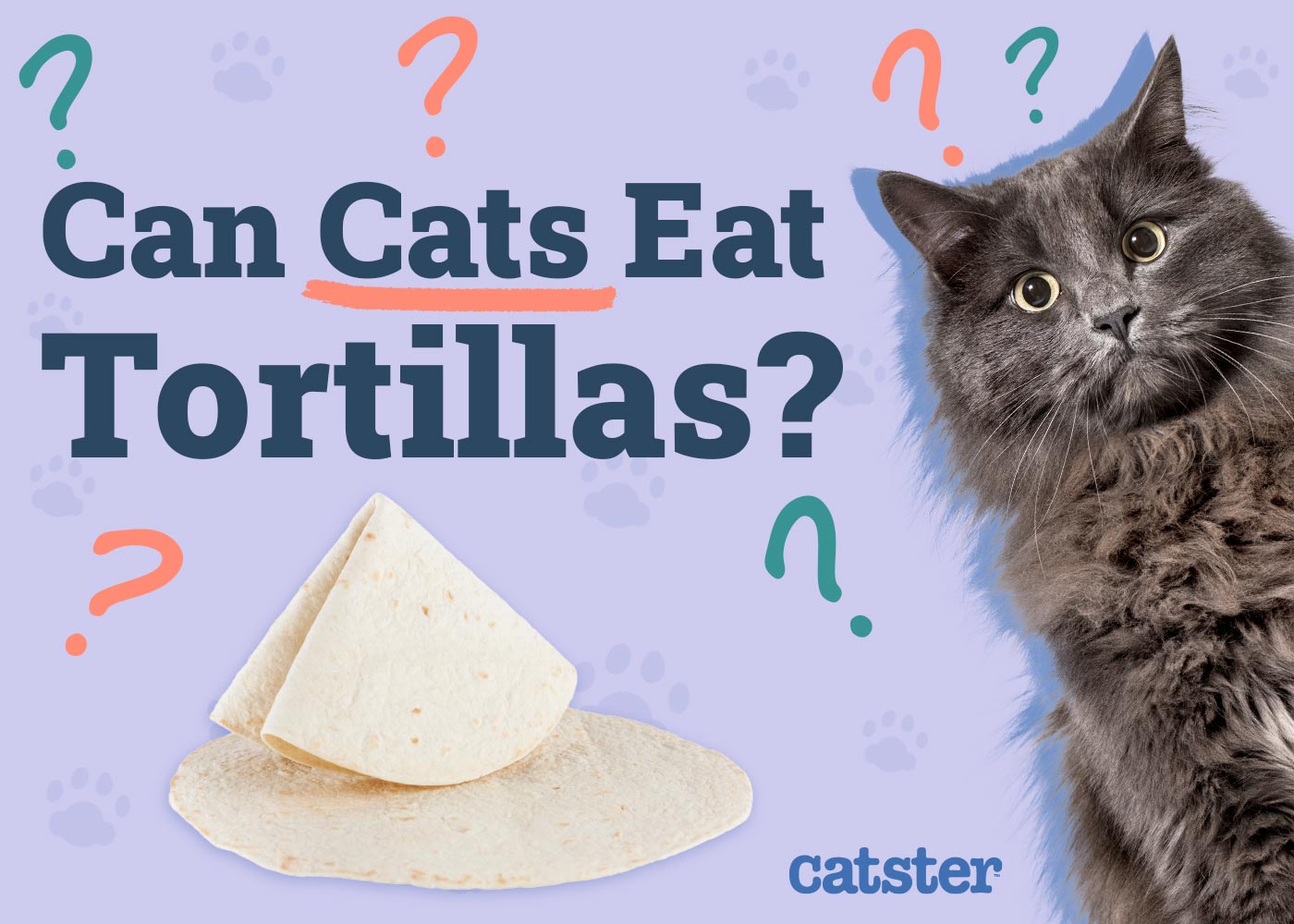 Can Cats Eat Tortillas? Vet-Reviewed Diet Facts & FAQ