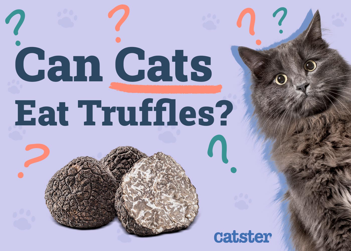 Can Cats Eat Truffles? Vet-Reviewed Facts & FAQ