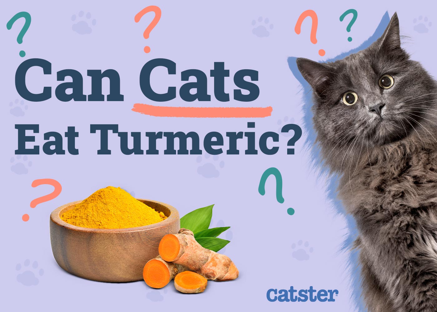 Can Cats Eat Turmeric? Vet-Approved Benefits & Advice