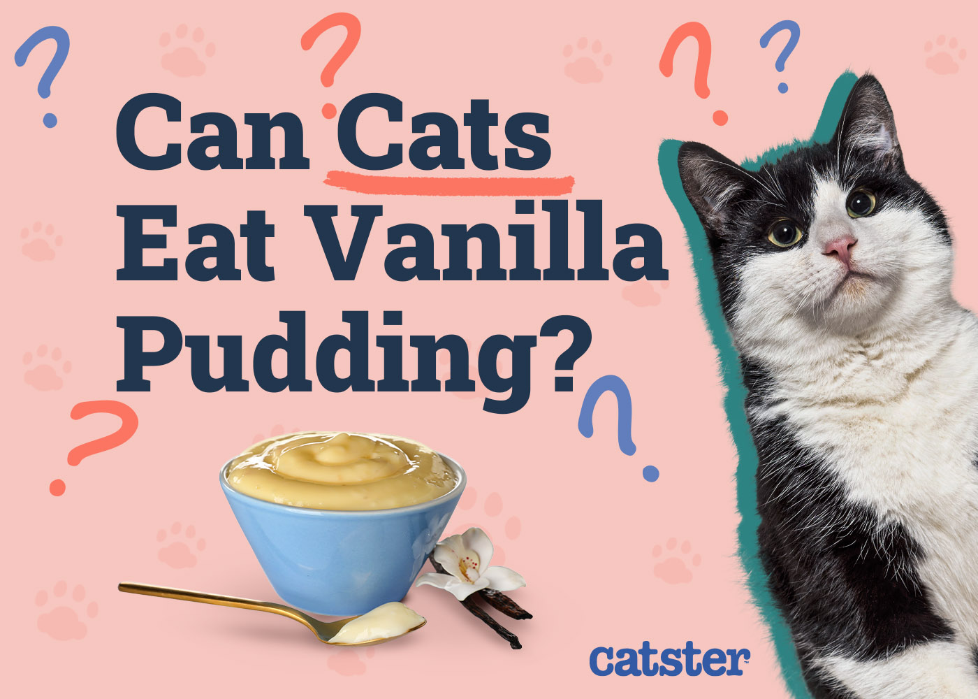 Can Cats Eat Vanilla Pudding? Vet Approved Facts & FAQ