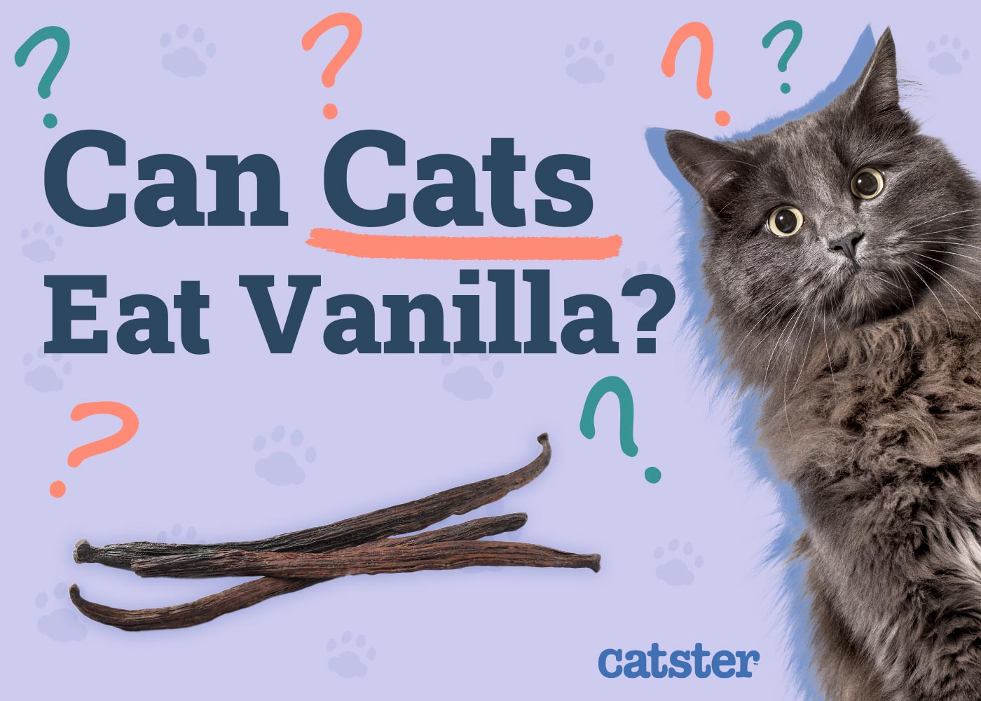 Can Cats Eat Vanilla? Vet-Reviewed Facts & FAQ