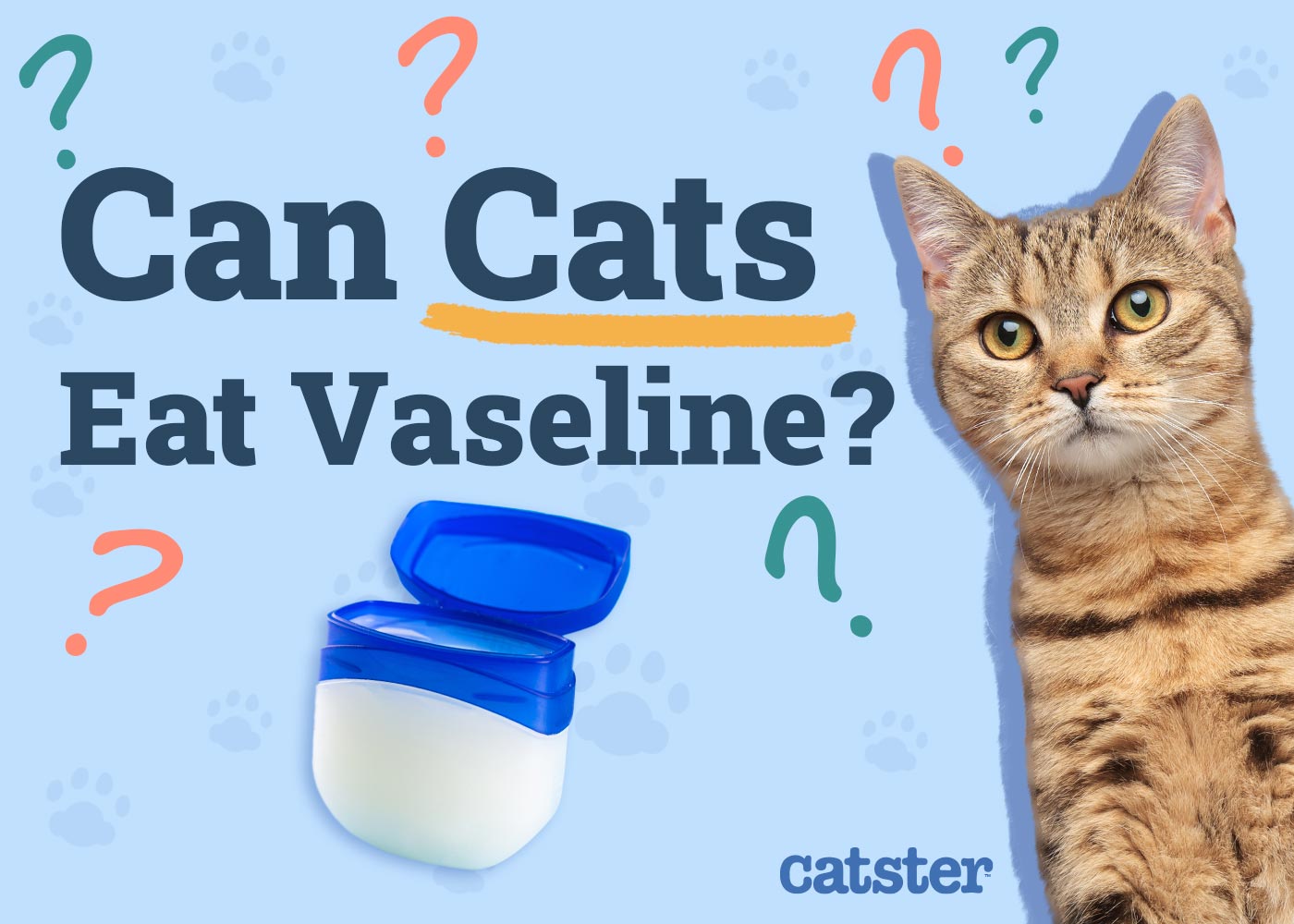 Can Cats Eat Vaseline? Vet-Approved Benefits & Precautions